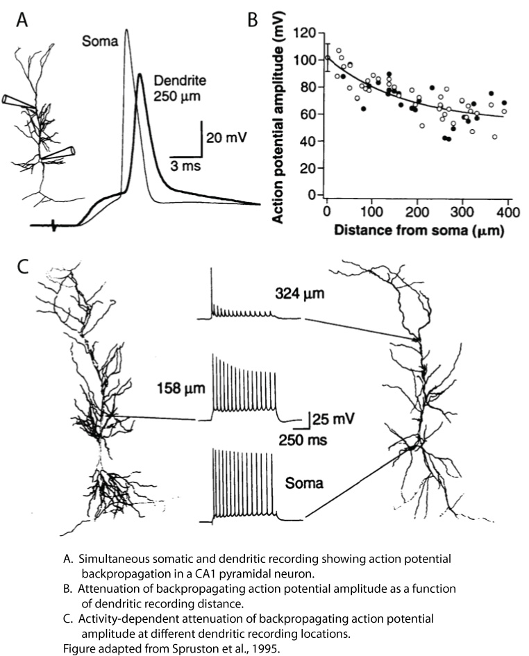 Principles Of Dendritic Integration In Ca1 Pyramidal Neurons Janelia